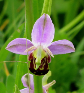 AR Bee Orchid IMG_0022
