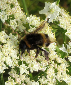 AR Buff-tailed Bumble Bee IMG_0036