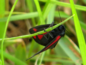 AR Cinnabar Moth IMG_0030